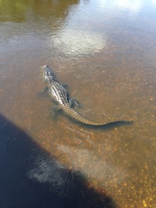 Alligator i Myakka